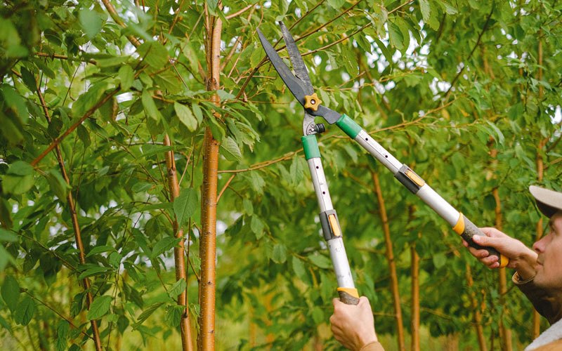 Tree trimming in Hills, IA