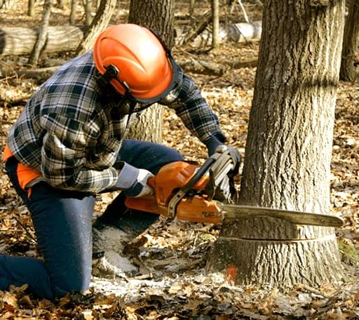Tree Removal in Hills, IA